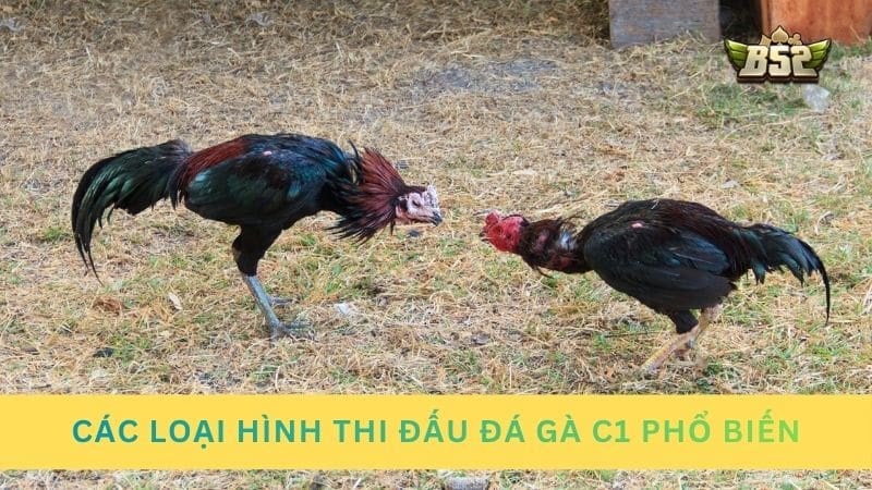 Các loại hình thi đấu đá gà C1 phổ biến hiện nay