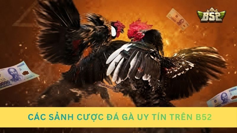 Top các sảnh cược đá gà uy tín hàng đầu trên B52