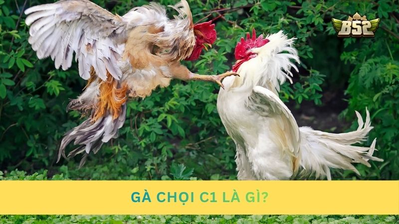 Tìm hiểu về gà chọi C1