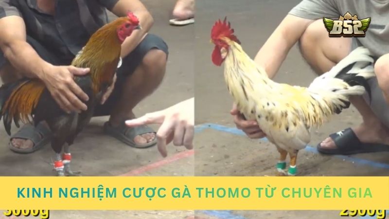 Kinh nghiệm cược gà Thomo từ chuyên gia giúp bạn luôn thắng