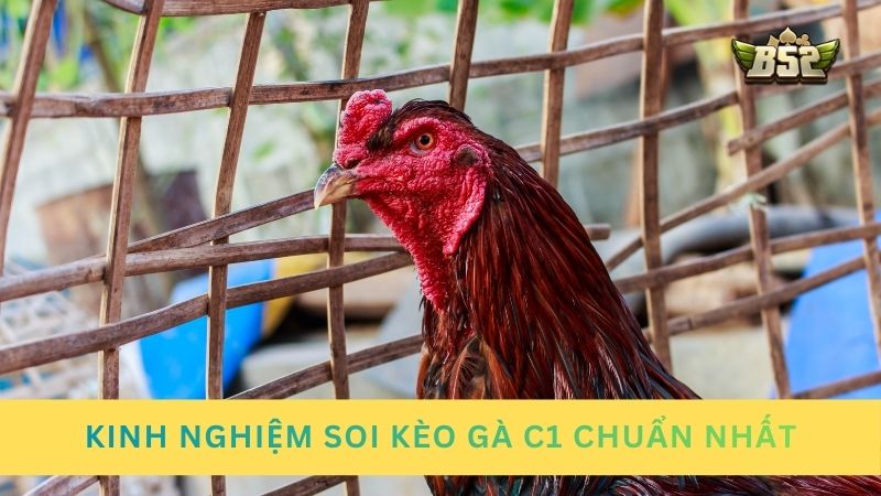 Kinh nghiệm soi kèo gà C1 chuẩn nhất