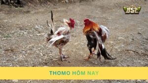 Thomo hôm nay – Trực tiếp đá gà cựa sắt, cựa dao kịch tính