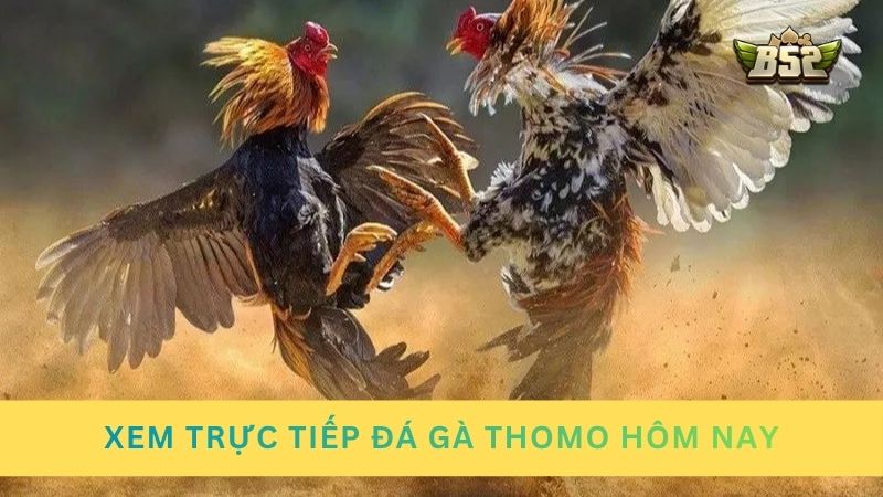 Xem trực tiếp đá gà Thomo hôm nay miễn phí, chất lượng