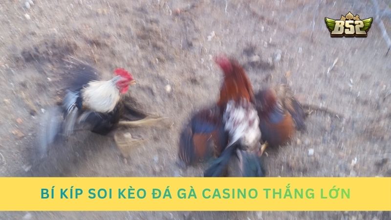 Chia sẻ bí kíp soi kèo đá gà casino của chuyên gia