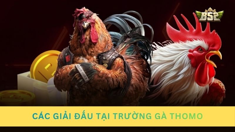 Các giải đấu chuyên nghiệp tại trường đá gà Thomo