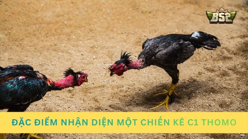 Chiến kê thi đấu trong giải đá gà C1 Thomo