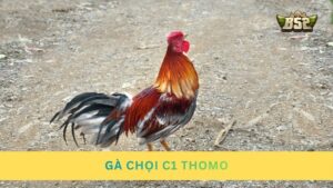 Gà chọi C1 Thomo – Đấu trường của những chiến kê huyền thoại