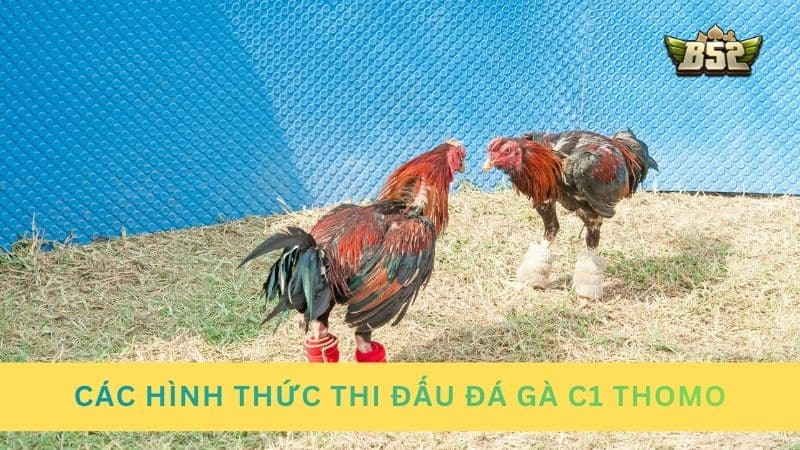 Các hình thức thi đấu đá gà C1 Thomo