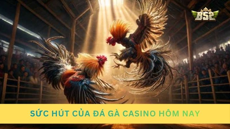 Tìm hiểu sức hút của đá gà casino hôm nay
