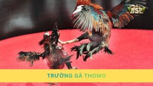 Trường gà Thomo: Thiên đường đá gà đỉnh cao đẳng cấp quốc tế