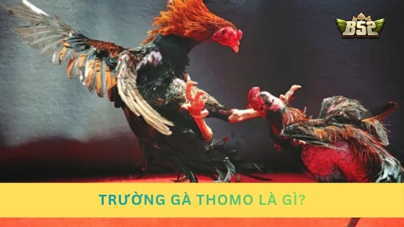 Giới thiệu trường gà Thomo